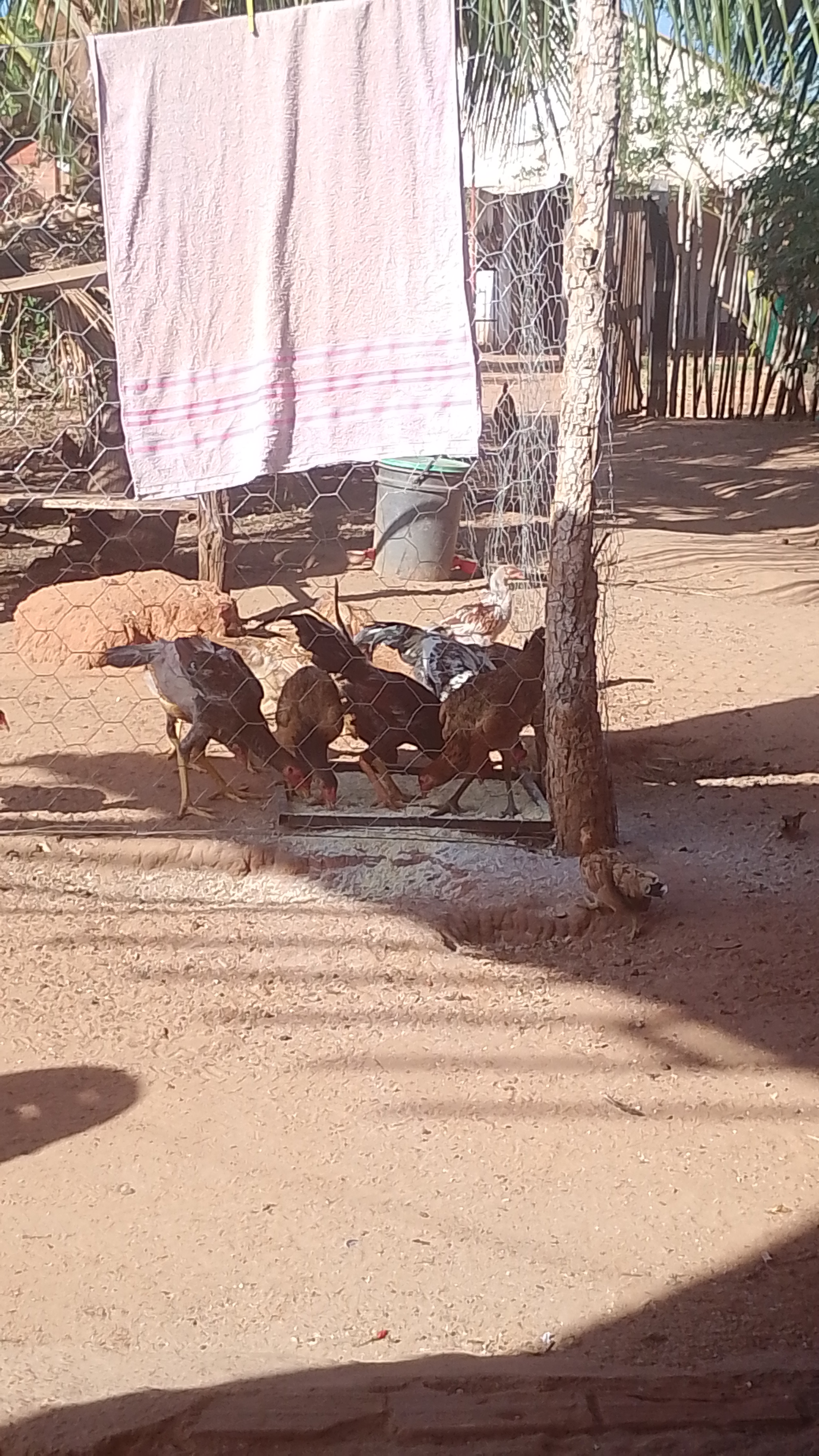 Galinha Caipira Viva